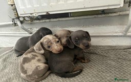 Miniature Dachshund dogs for sale: Miniature Dachshund puppies - Image 4