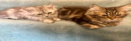 Persian cats for sale: 2 BOYS LEFT  - Advert 19