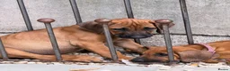 Rhodesian Ridgeback dogs for sale: * 3 Girls with Black Masks Available *  - Advert 5