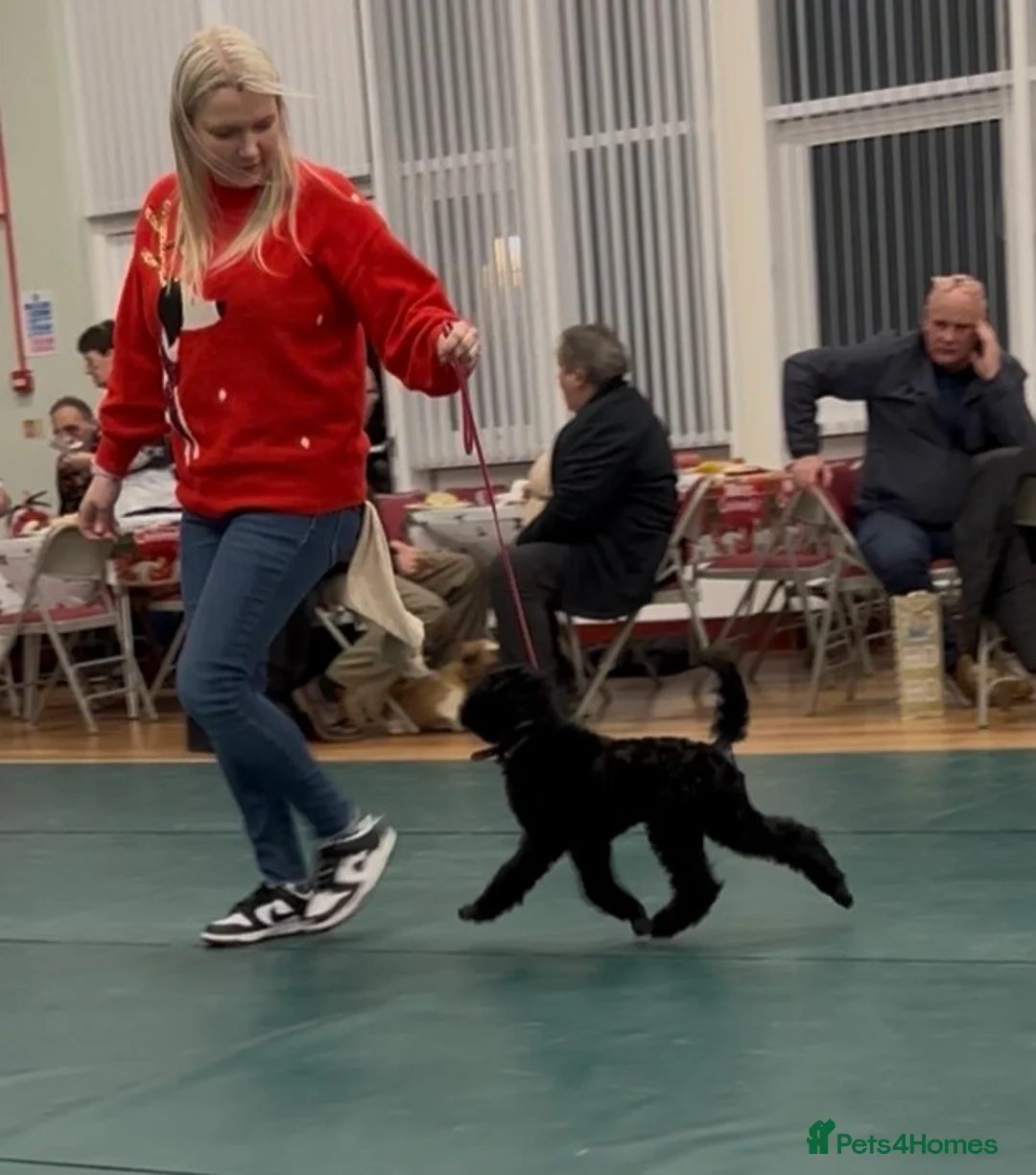 Standard Poodle dogs for sale: Champion sired standard poodles  - Advert 3