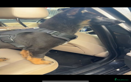Belgian Shepherd Dog dogs for sale: Belgium mali FOR SALE - Image 2