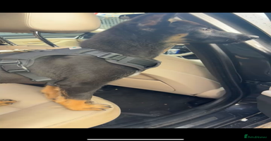 Belgian Shepherd Dog dogs - Advert 5