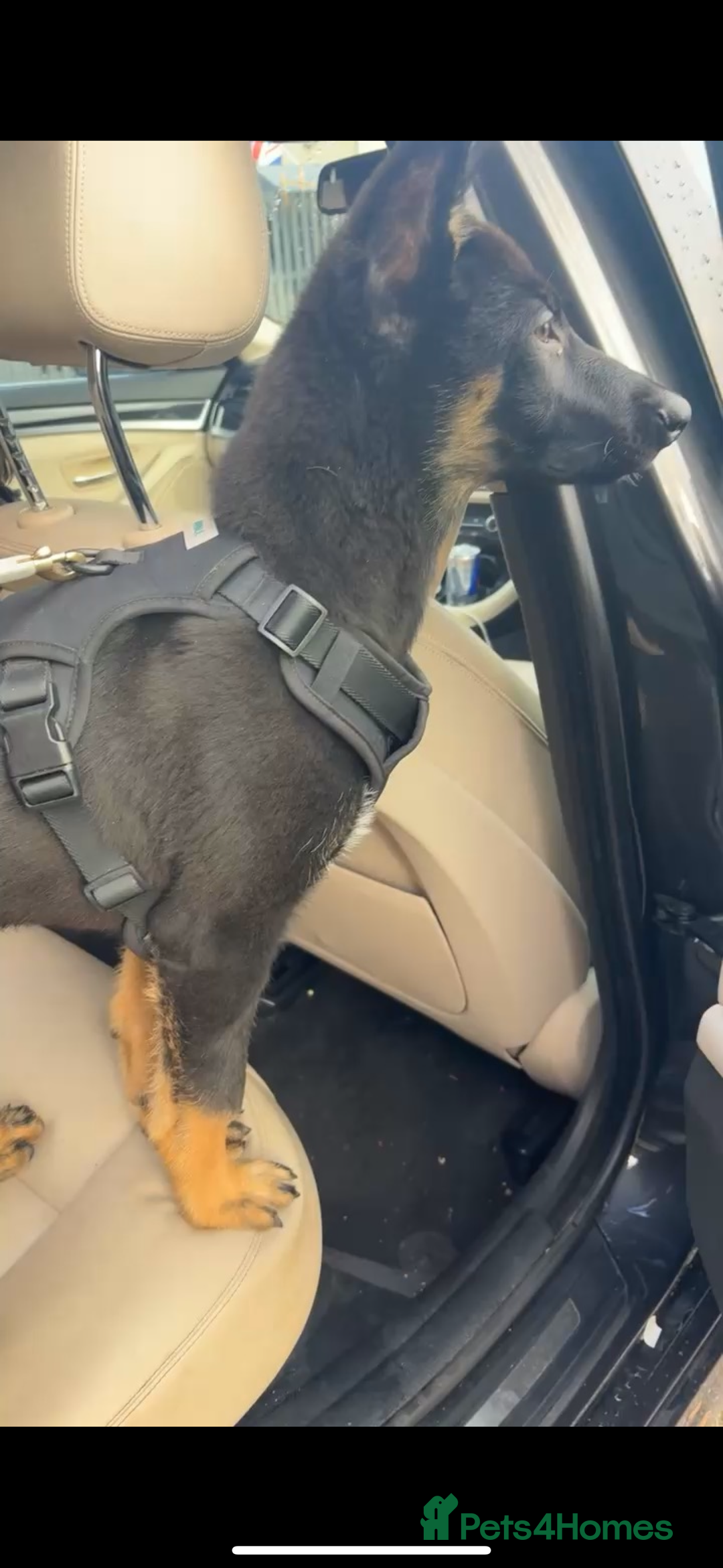 Belgian Shepherd Dog dogs for sale: Belgium mali FOR SALE - Image 2