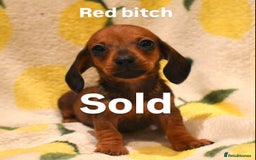 Miniature Dachshund dogs for sale: Beautiful Miniature Dachshund Pups - Image 5