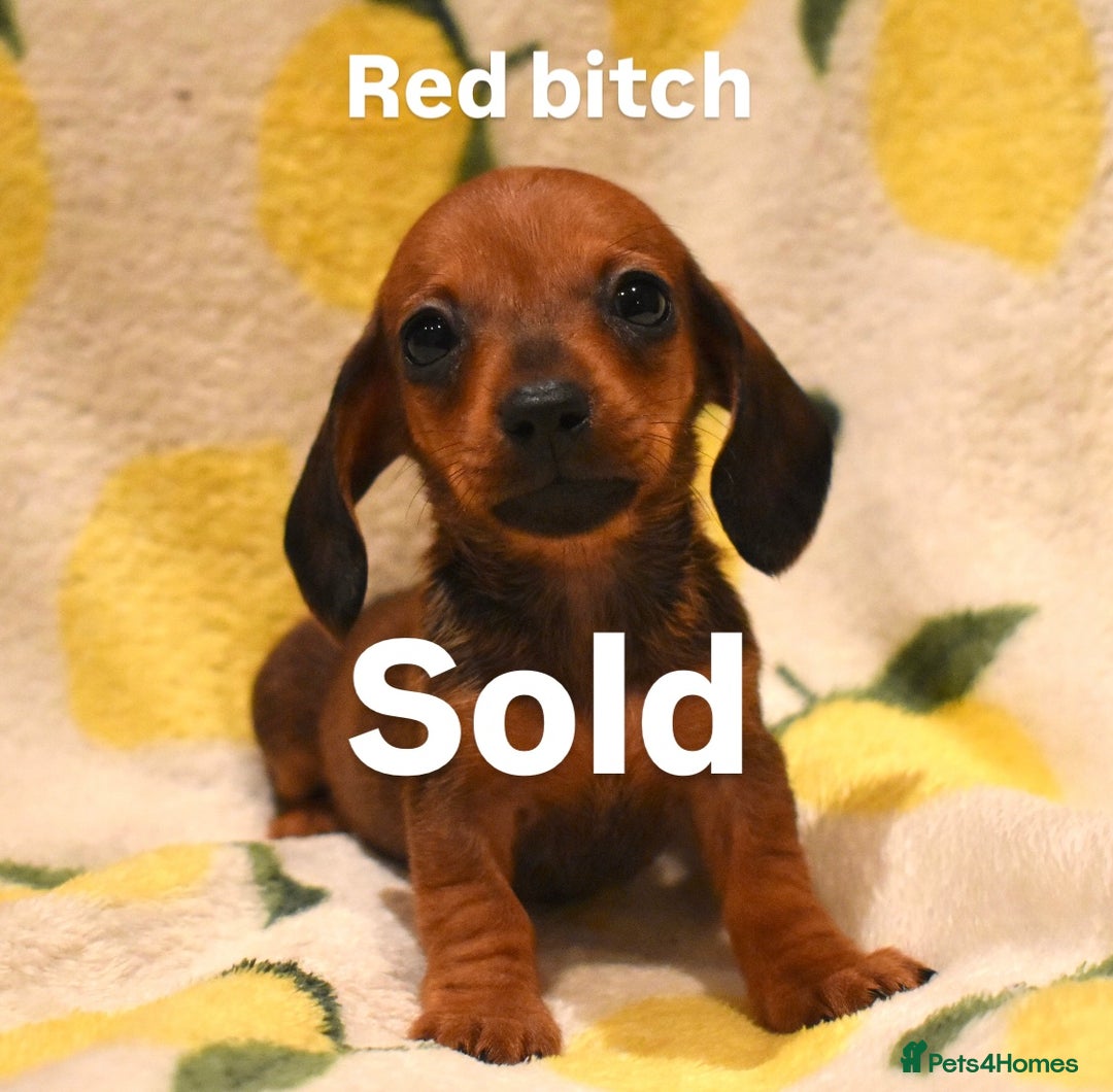 Miniature Dachshund dogs for sale: Beautiful Miniature Dachshund Pups - Image 5