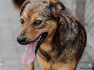 Mixed Breed dogs ❤️Jessy❤️ - gentle 2 yo medium-sized girl - Advert 3