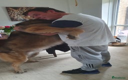 Caucasian Shepherd Dog dogs for sale: 5 year old male - Image 2