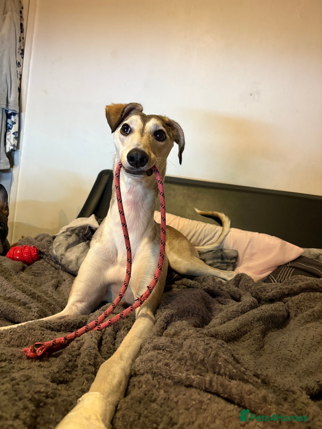 Mixed Breed dogs for sale: nova  - Advert 7