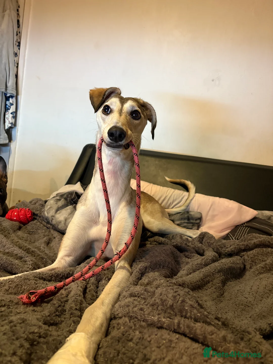 Mixed Breed dogs for sale: nova  - Advert 7