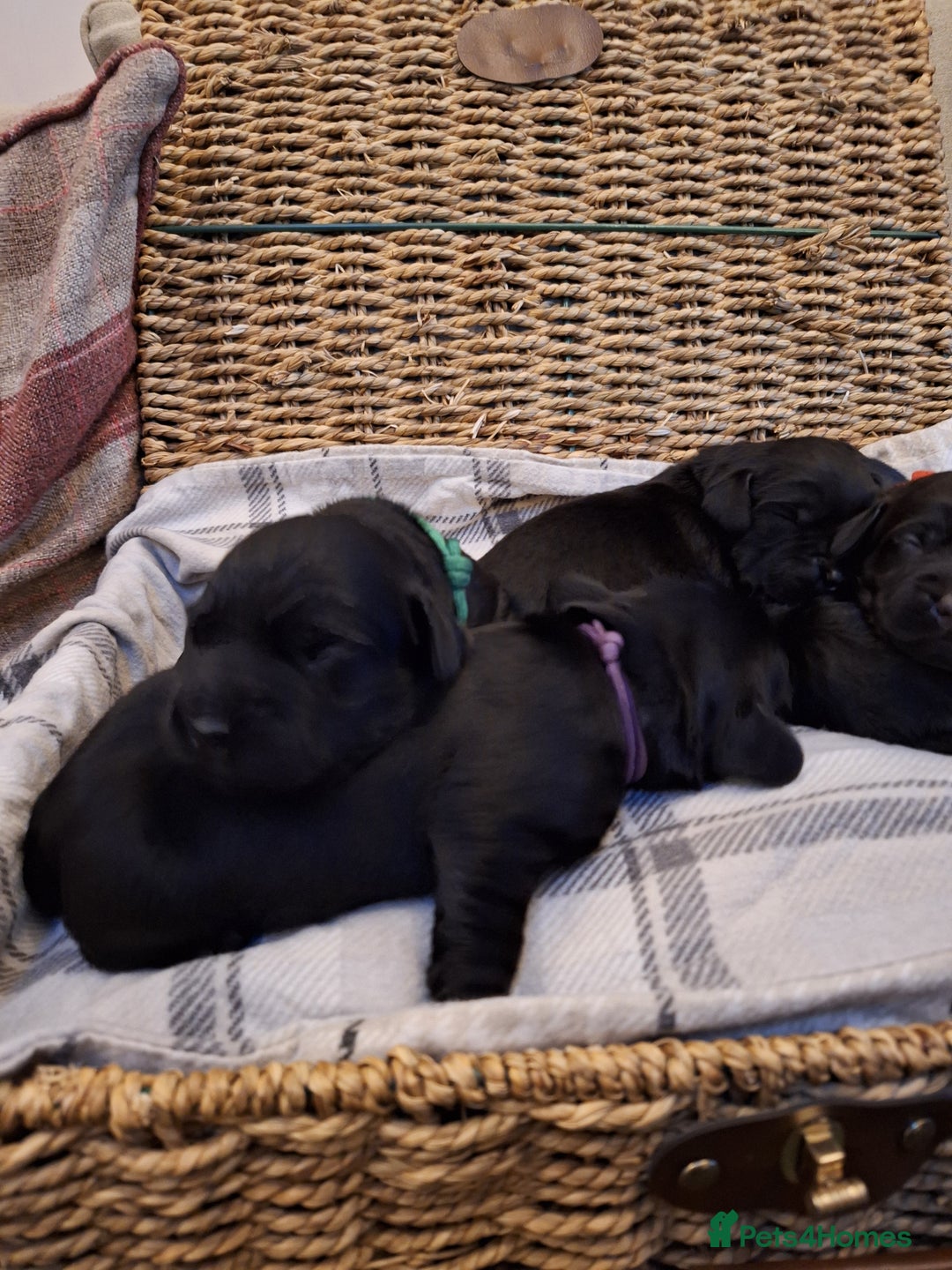 Cockerdor dogs for sale: stunning cockerdors (1left)🐶 5⭐️ licensed breeder - Advert 22