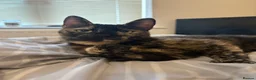 Mixed Breed cats for sale: Narla - Advert 4