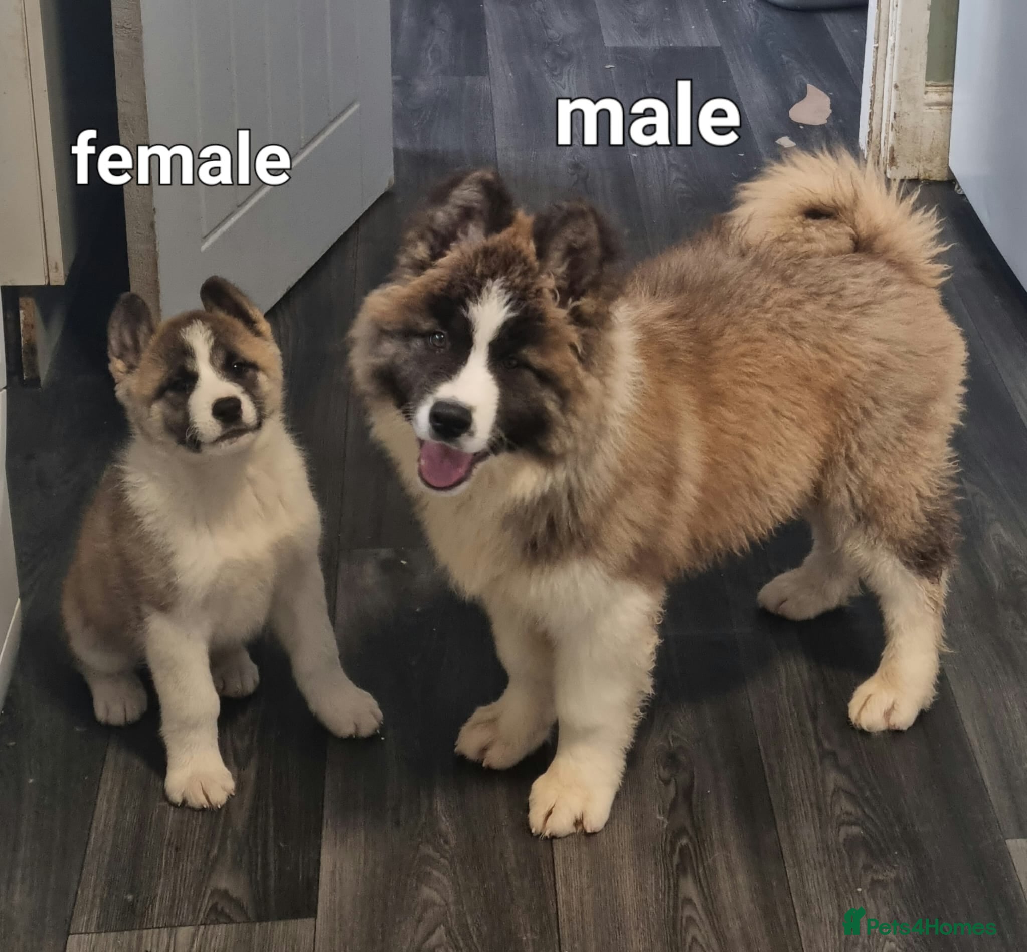 Akita dogs Akita pup - Advert 7