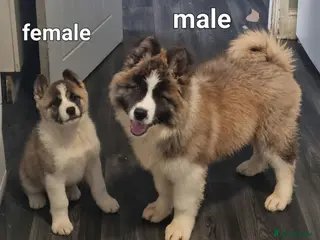 Akita dogs Akita pup - Advert 7