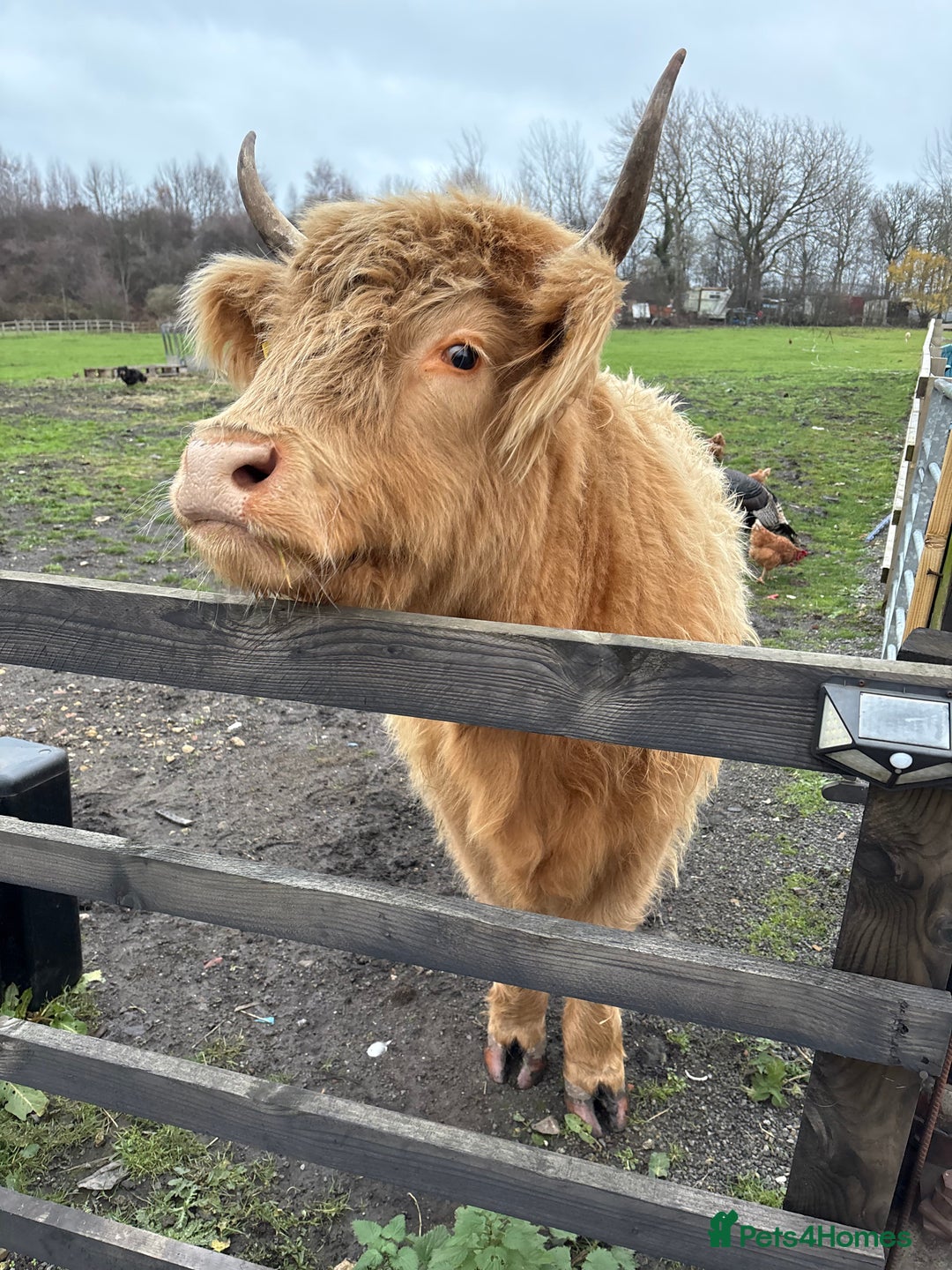 Cows & Bulls livestock for sale: Highland X - Advert 2