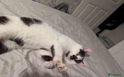 Mixed Breed cats for sale: Could you adopt Cookie? - Image 4