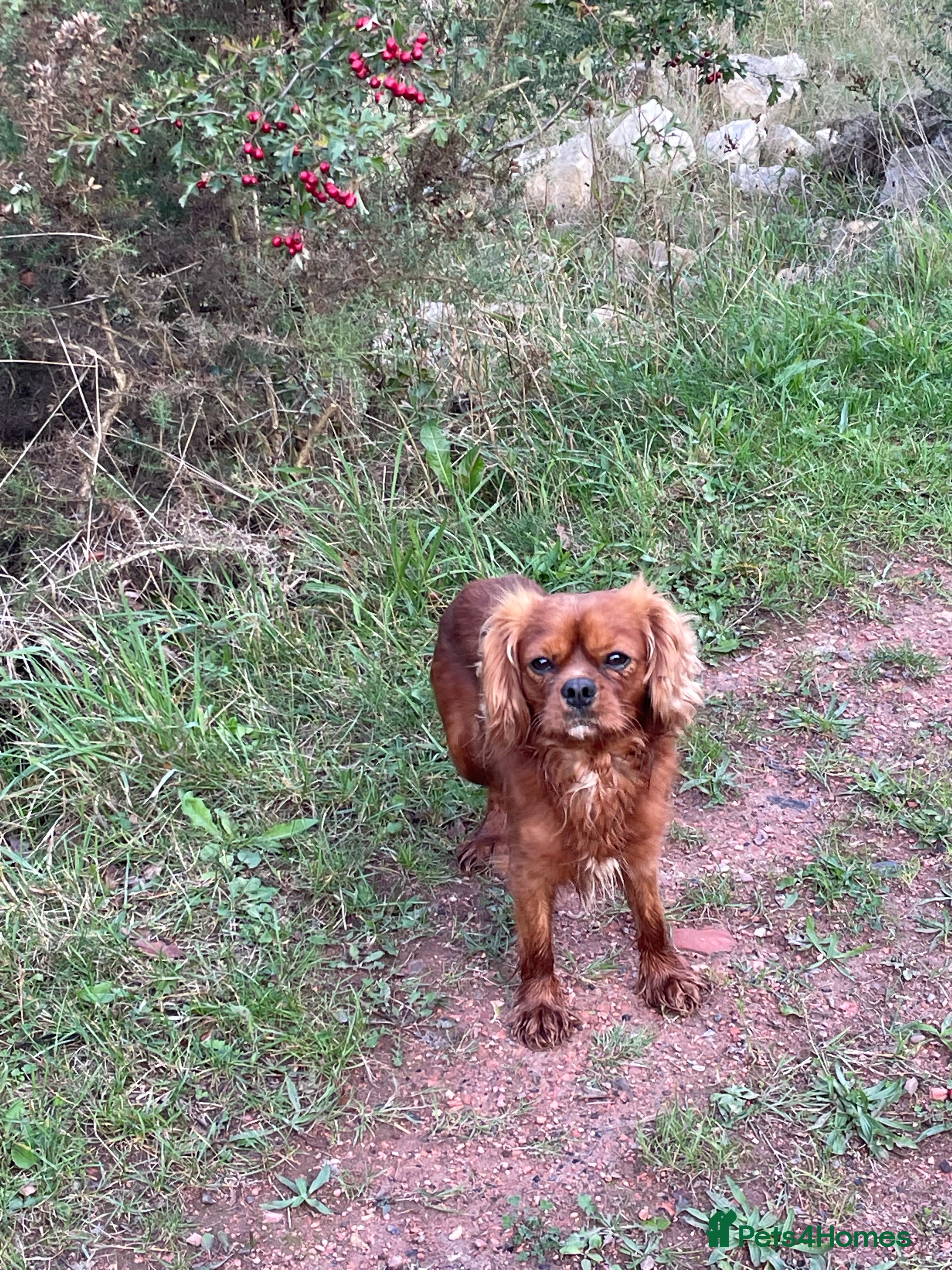 Cavalier King Charles Spaniel dogs cavalier for stud in Doncaster - Advert 17