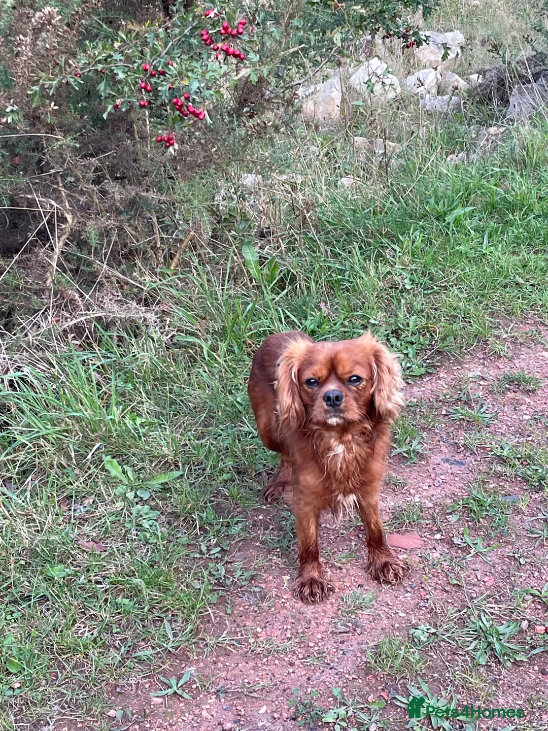 Cavalier King Charles Spaniel dogs for stud: cavalier for stud in Doncaster - Advert 1