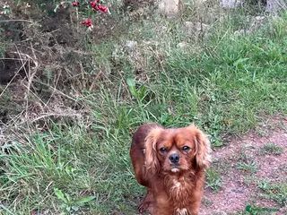 Cavalier King Charles Spaniel dogs cavalier for stud in Doncaster - Advert 11