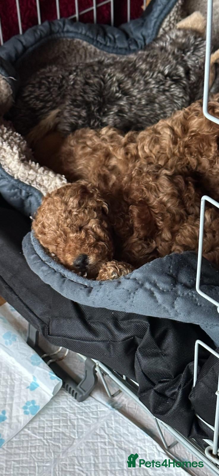 Toy Poodle dogs Deep red KC registered 5 generation Toy poodle  - Advert 5