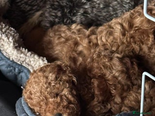 Toy Poodle dogs Deep red KC registered 5 generation Toy poodle - Advert 12