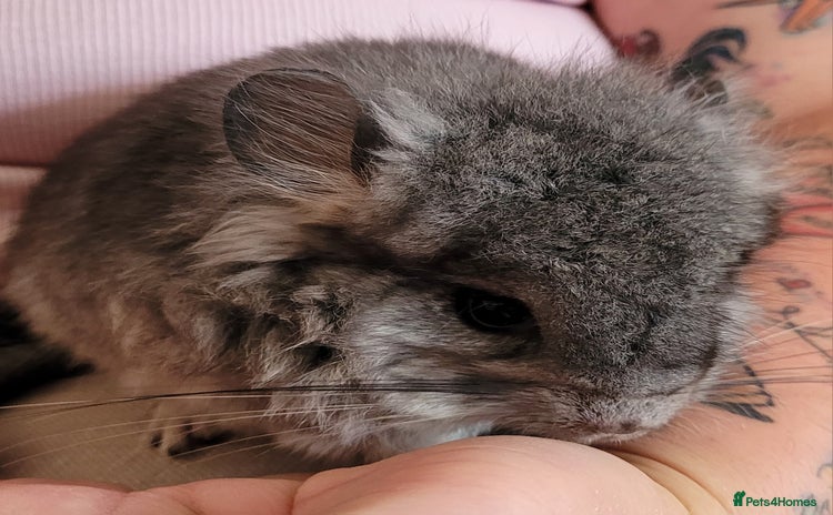 Chinchilla rodents in Bournemouth - Advert 1