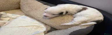 Havanese 4