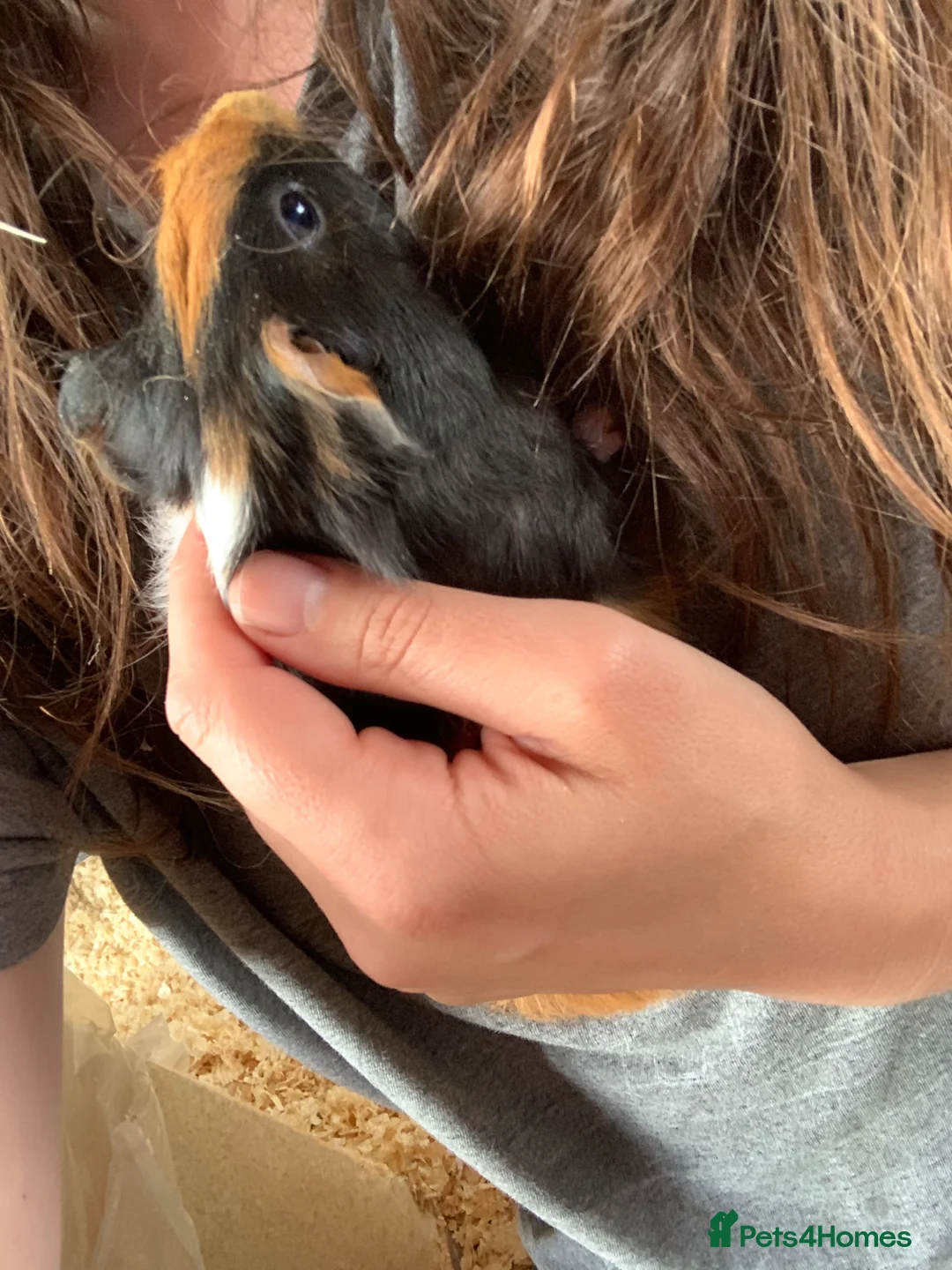 Guinea Pig rodents for sale: Two Girls and a Boy  - Advert 2
