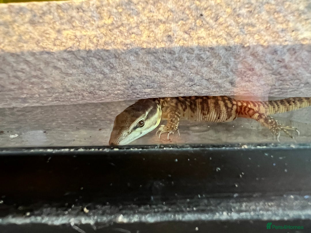 Lizard reptiles for sale: Baby ackie monitors  - Image 2