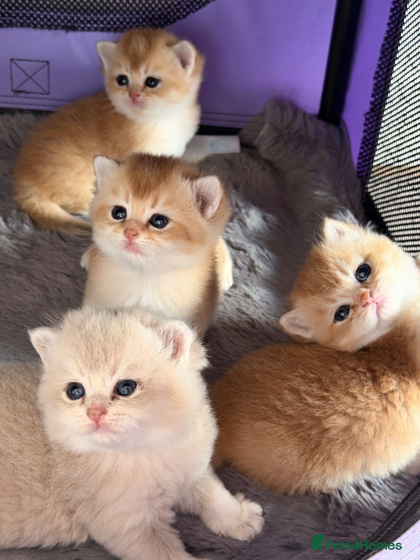 British Shorthair cats BSH Golden kittens,exc quality, registered  - Advert 3