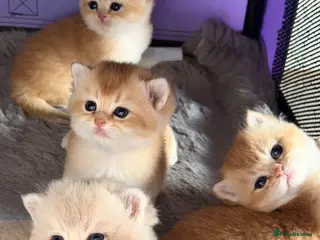 British Shorthair cats BSH Golden kittens,exc quality, registered - Advert 4
