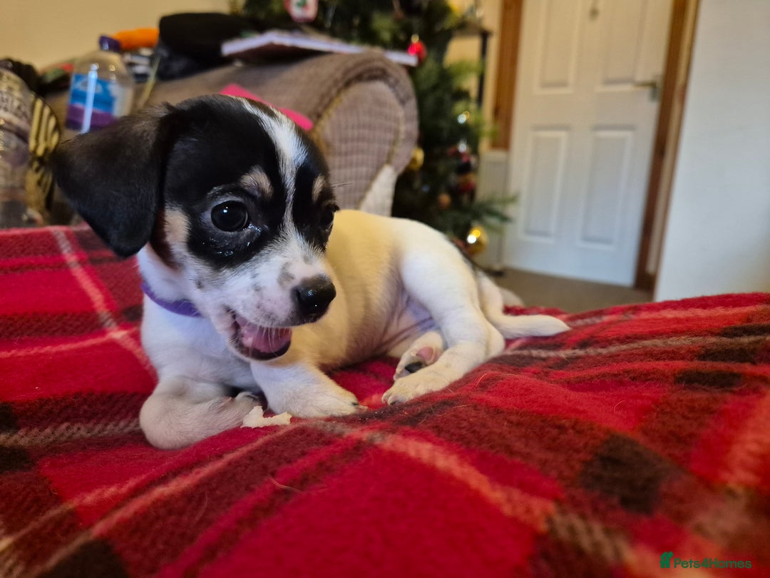 Chihuahua dogs for sale: Chihuahua puppies girls  - Advert 16