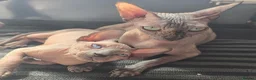 Sphynx cats for sale: Sphynx kittens in Milton Keynes - Advert 10