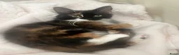 British Longhair cats for sale: Calico female cat for sale  - Advert 5