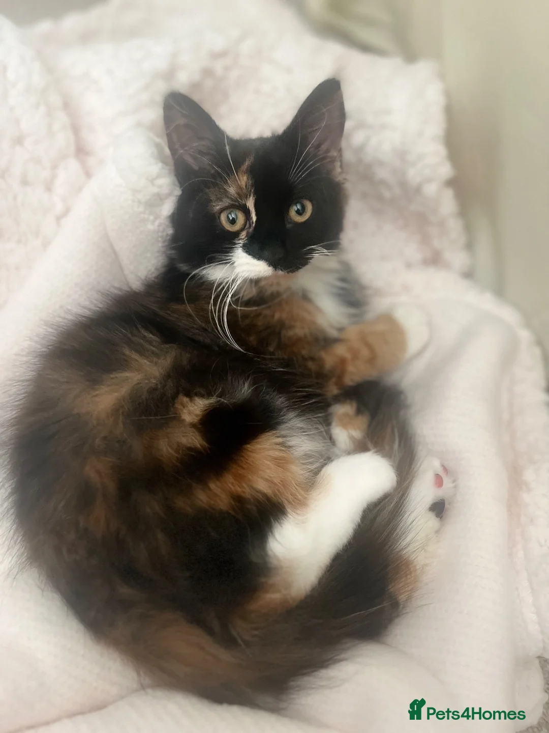 British Longhair cats for sale: Calico female cat for sale  - Advert 5