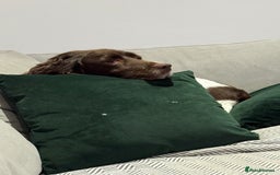 English Springer Spaniel dogs for sale: Darcy, Springer Spaniel. 7Yr needs new loving home - Image 3