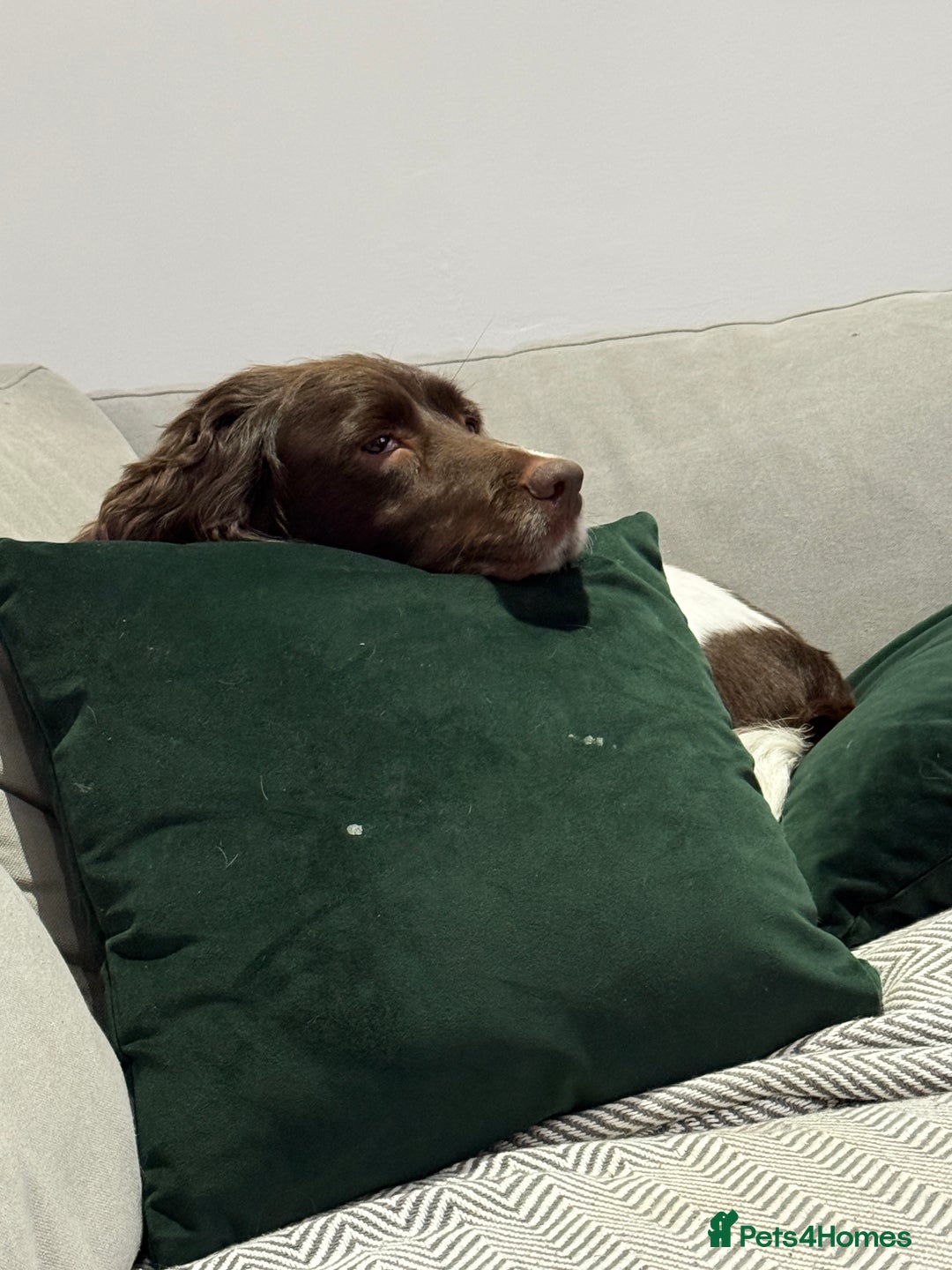 English Springer Spaniel dogs for sale: Darcy, Springer Spaniel. 7Yr needs new loving home - Image 3