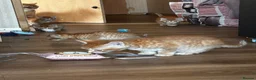 Mixed Breed cats for sale: Ginger mix with ragdoll  - Advert 8