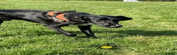 Mixed Breed dogs for sale: Meet Whizzer - 3 year old Male Lurcher - Advert 2