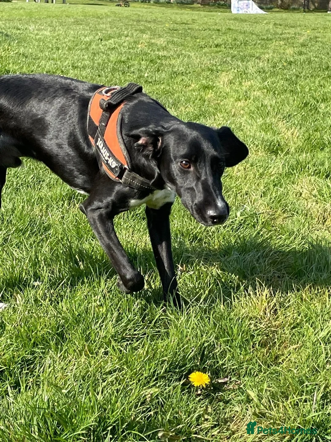 Mixed Breed dogs for sale: Meet Whizzer - 3 year old Male Lurcher - Advert 2