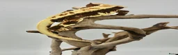 Gecko reptiles for sale: PET ONLY (ON HOLD) - Advert 3