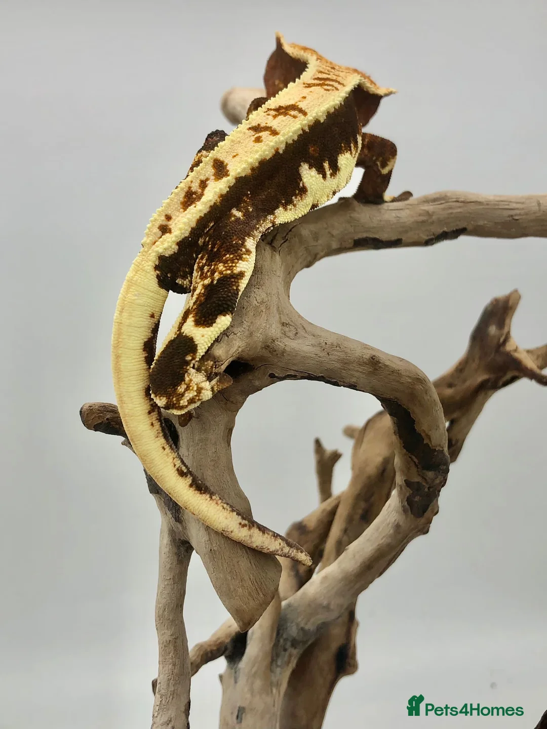 Gecko reptiles for sale: PET ONLY (ON HOLD) - Advert 3