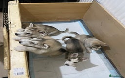 Siberian Husky dogs for sale: Siberian Husky puppies ❤️ - Image 20