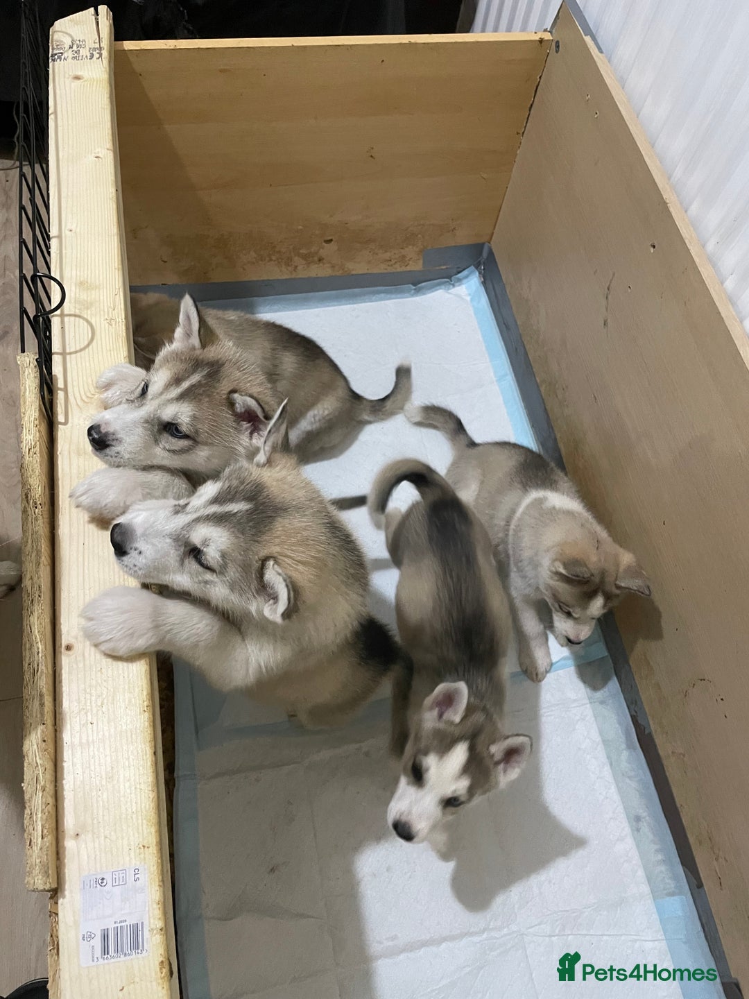 Siberian Husky dogs for sale: Siberian Husky puppies ❤️ - Image 20