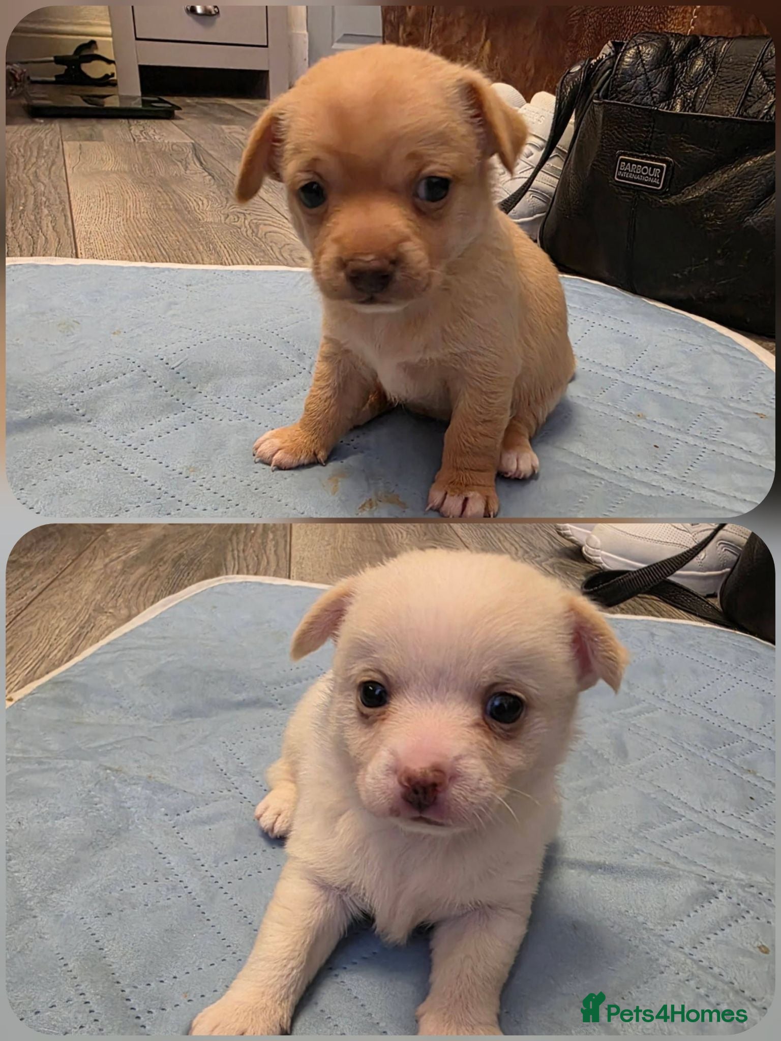 Pomchi dogs Pomchi puppies  - Advert 6