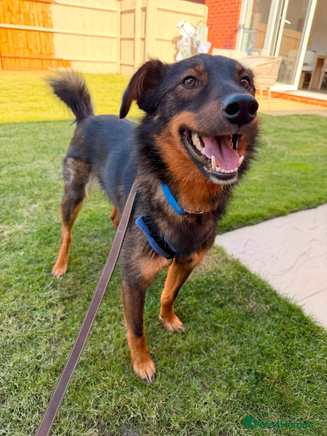 Mixed Breed dogs for adoption: 💙MACHO – A GENTLE 1,5 YEARS LOW-MEDIUM BOY - Advert 1