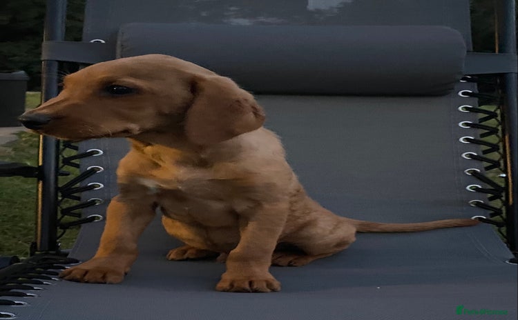 Labrador Retriever dogs - Advert 2