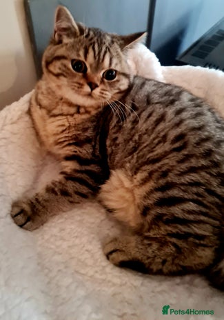 British Shorthair cats - Advert 13