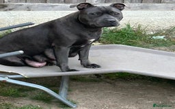 Staffordshire Bull Terrier dogs for sale: Exceptional Champion Pedigree, beautiful blues!! - Image 22