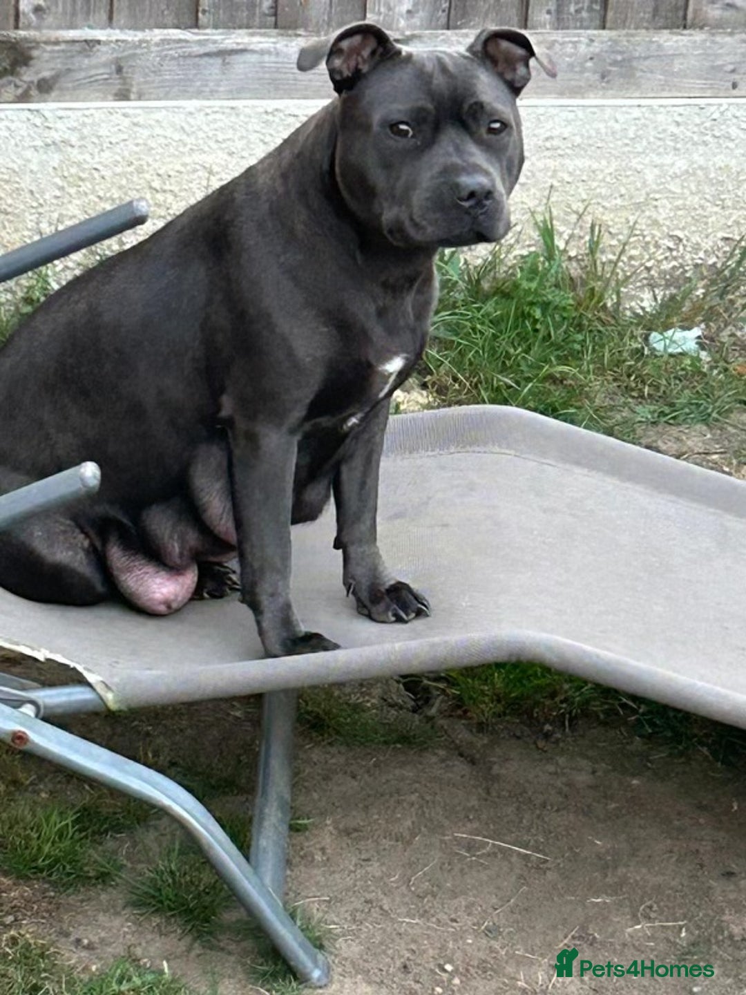 Staffordshire Bull Terrier dogs for sale: Exceptional Champion Pedigree, beautiful blues!! - Image 22