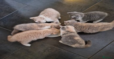 British Shorthair cats ONE  BRITISH SHORTHAIR GCCF registered kittens - Advert 2